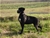 Giunone  detta  Luna - Triola Cane Corso
